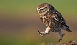 猫头鹰宠物爆料视频大全,揭秘神秘鸟类的日常生活